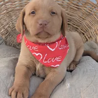 Yellow Male #3, a male Labrador Retriever for sale in Martinsville, MO – Photo 2 of 6