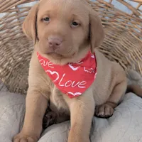 Yellow Male #3, a male Labrador Retriever for sale in Martinsville, MO – Photo 3 of 6