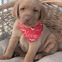 Yellow Male #3, a male Labrador Retriever for sale in Martinsville, MO – Photo 1 of 6