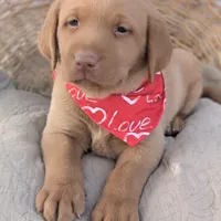 Yellow Male #3, a male Labrador Retriever for sale in Martinsville, MO – Photo 5 of 6