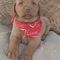 Yellow Male #3, a male Labrador Retriever for sale in Martinsville, MO – Photo 6 of 6