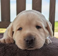 Yellow Male #1, a male Labrador Retriever for sale in Martinsville, MO – 5 of 7