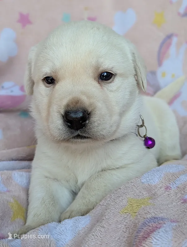 Female #4 – Labrador Retriever puppy for sale in Martinsville, MO