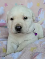 Female #4, a male Labrador Retriever for sale in Martinsville, MO – 1 of 5