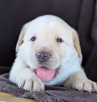 Yellow Male #2, a male Labrador Retriever for sale in Martinsville, MO – 3 of 5