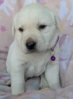 Female #4, a male Labrador Retriever for sale in Martinsville, MO – 4 of 5