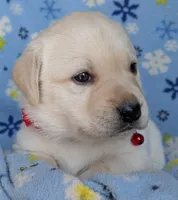 Male #4, a male Labrador Retriever for sale in Martinsville, MO – 5 of 9