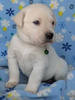 Male #2, a male Labrador Retriever for sale in Martinsville, MO – 3 of 6