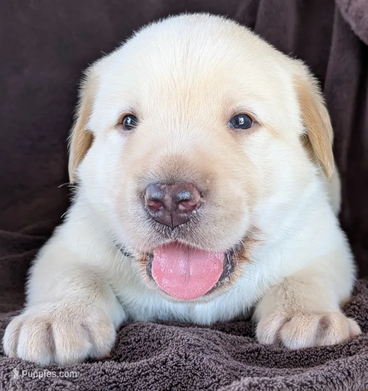 Yellow Male #2 – Labrador Retriever puppy for sale in Martinsville, MO
