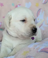 Female #4, a male Labrador Retriever for sale in Martinsville, MO – 2 of 5