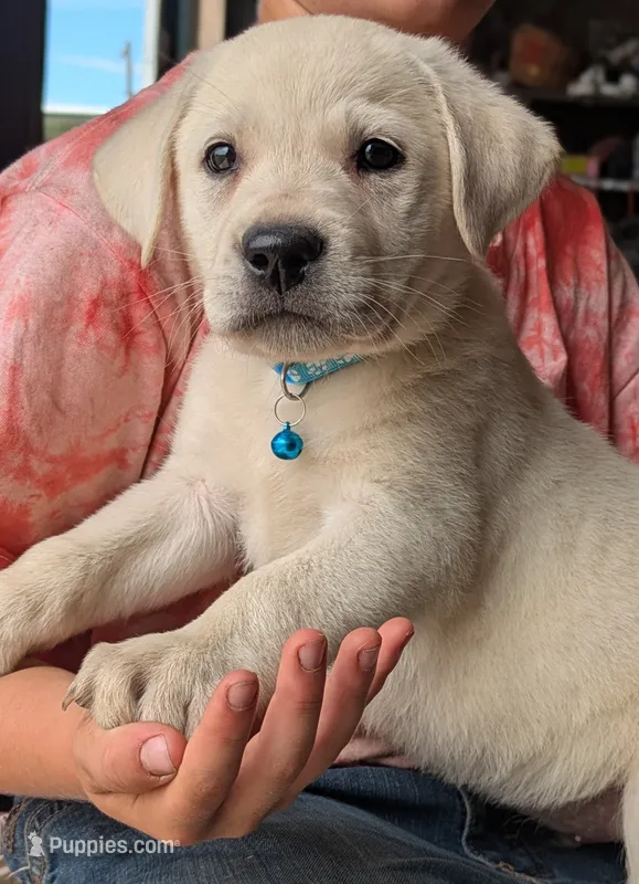 Male #3 – Labrador Retriever puppy for sale in Martinsville, MO
