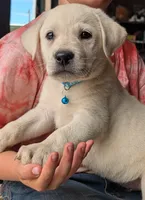 Male #3, a male Labrador Retriever for sale in Martinsville, MO – 3 of 10