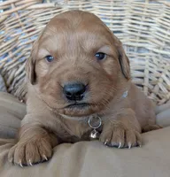 Male #2, a male Golden Retriever for sale in Martinsville, MO – Photo 5 of 7