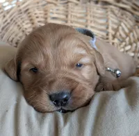 Male #2, a male Golden Retriever for sale in Martinsville, MO – Photo 7 of 7