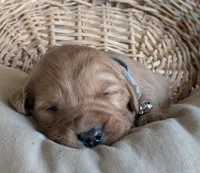 Male #2, a male Golden Retriever for sale in Martinsville, MO – Photo 3 of 7