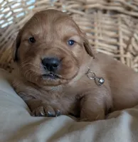 Male #2, a male Golden Retriever for sale in Martinsville, MO – Photo 1 of 7