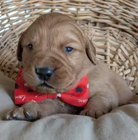 Male #2, a male Golden Retriever for sale in Martinsville, MO – Photo 6 of 7