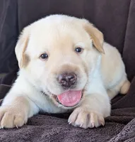 Yellow Male #2, a male Labrador Retriever for sale in Martinsville, MO – 2 of 5