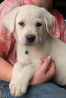 Male #3, a male Labrador Retriever for sale in Martinsville, MO – 8 of 10