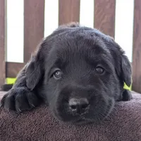 Black Male, a male Labrador Retriever for sale in Martinsville, MO – 2 of 10