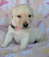 Female #3, a male Labrador Retriever for sale in Martinsville, MO – 4 of 4