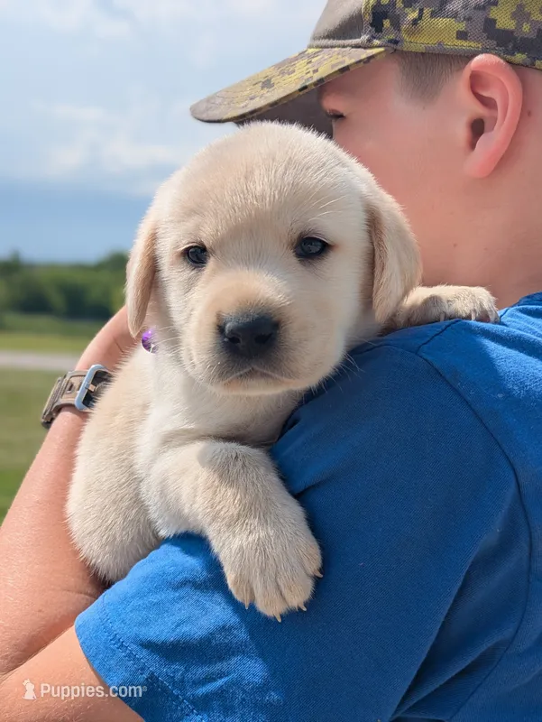 Yellow Girl – Labrador Retriever puppy for sale in Martinsville, MO