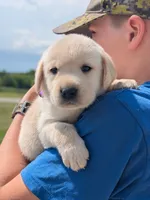 Yellow Girl, a female Labrador Retriever for sale in Martinsville, MO – 1 of 7