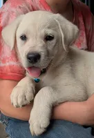 Male #3, a male Labrador Retriever for sale in Martinsville, MO – 6 of 10