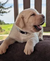 Yellow Male #1, a male Labrador Retriever for sale in Martinsville, MO – 3 of 7