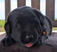 Black Male, a male Labrador Retriever for sale in Martinsville, MO – 7 of 10