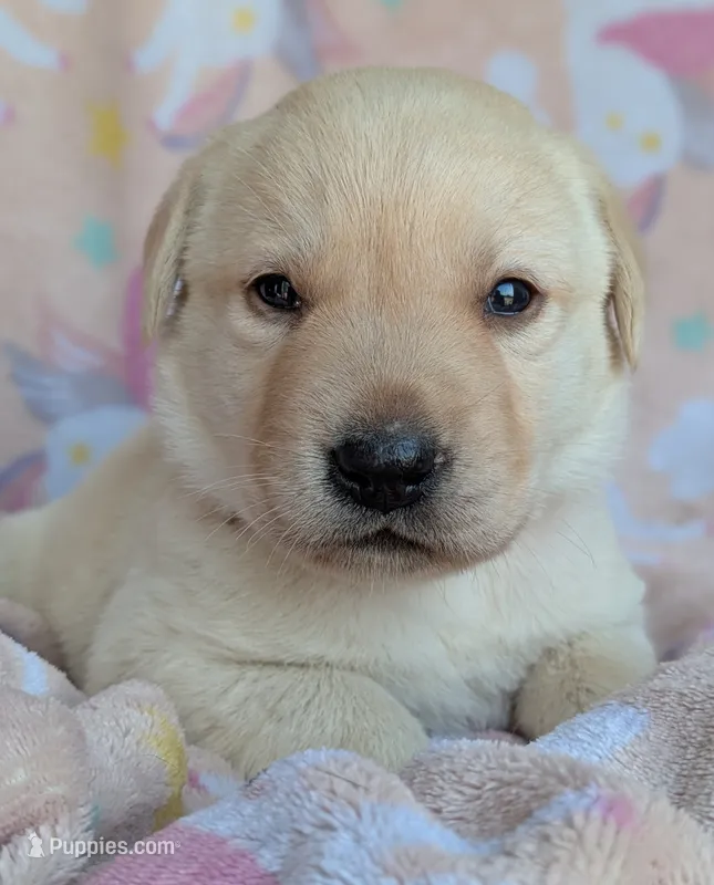 Female #3 – Labrador Retriever puppy for sale in Martinsville, MO