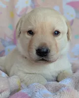 Female #3, a male Labrador Retriever for sale in Martinsville, MO – 1 of 4