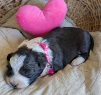 Black and White Female , a female Miniature Aussiedoodle for sale in Martinsville, MO – Photo 6 of 7