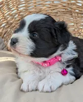 Black and White Female , a female Miniature Aussiedoodle for sale in Martinsville, MO – Photo 4 of 5