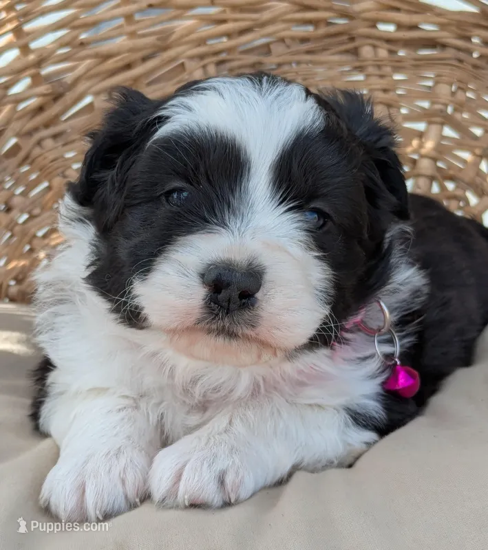 Black and White Female  – Miniature Aussiedoodle puppy for sale in Martinsville, MO