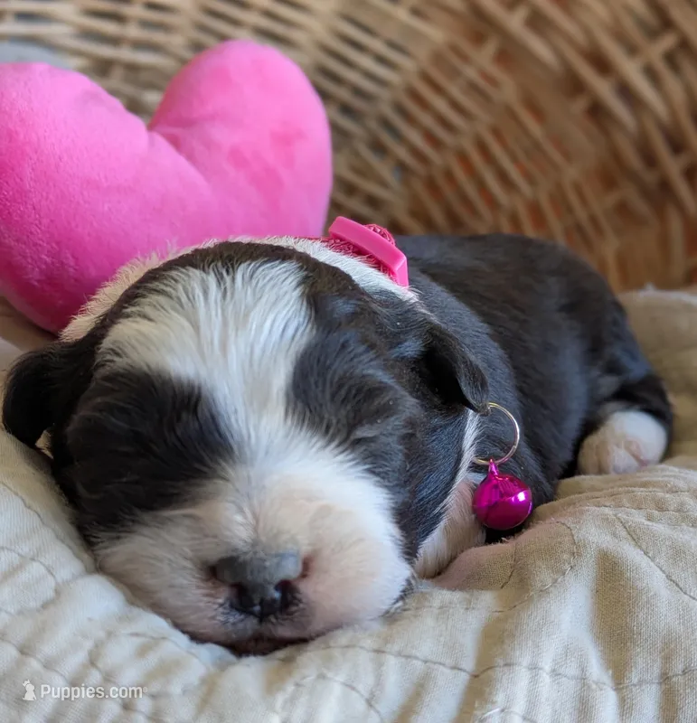 Black and White Female  – Miniature Aussiedoodle puppy for sale in Martinsville, MO