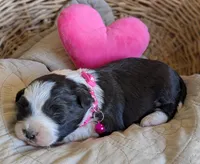 Black and White Female , a female Miniature Aussiedoodle for sale in Martinsville, MO – Photo 2 of 7
