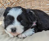 Black and White Female , a female Miniature Aussiedoodle for sale in Martinsville, MO – Photo 2 of 5