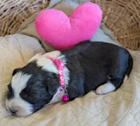 Black and White Female , a female Miniature Aussiedoodle for sale in Martinsville, MO – Photo 7 of 7