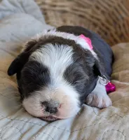 Black and White Female , a female Miniature Aussiedoodle for sale in Martinsville, MO – Photo 3 of 7