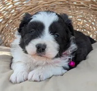 Black and White Female , a female Miniature Aussiedoodle for sale in Martinsville, MO – Photo 3 of 5