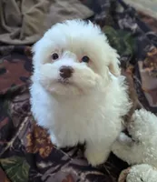 Female-White and Chocolate , a female Miniature Aussiedoodle for sale in Martinsville, MO – Photo 3 of 6