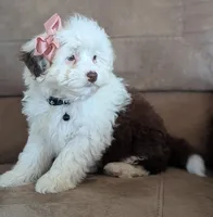 Female-White and Chocolate , a female Miniature Aussiedoodle for sale in Martinsville, MO – Photo 2 of 6