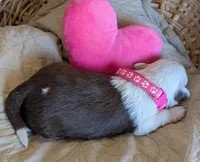 Female-White and Chocolate , a female Miniature Aussiedoodle for sale in Martinsville, MO – Photo 5 of 5