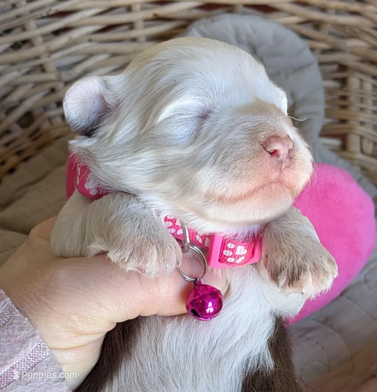Female-White and Chocolate  – Miniature Aussiedoodle puppy for sale in Martinsville, MO