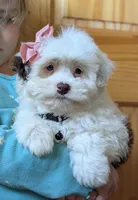 Female-White and Chocolate , a female Miniature Aussiedoodle for sale in Martinsville, MO – Photo 4 of 6