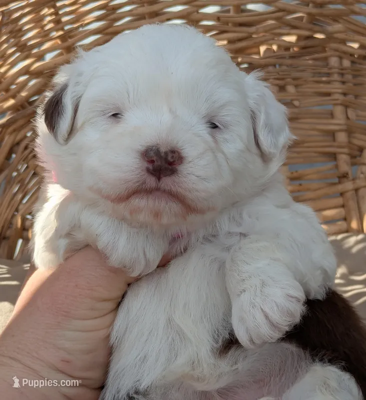 Female-White and Chocolate  – Miniature Aussiedoodle puppy for sale in Martinsville, MO