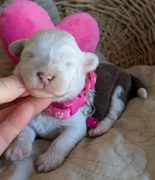 Female-White and Chocolate , a female Miniature Aussiedoodle for sale in Martinsville, MO – Photo 3 of 5