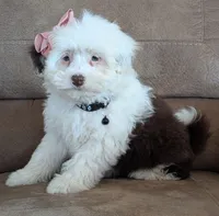 Female-White and Chocolate , a female Miniature Aussiedoodle for sale in Martinsville, MO – Photo 6 of 6