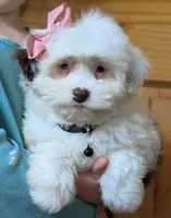 Female-White and Chocolate , a female Miniature Aussiedoodle for sale in Martinsville, MO – Photo 1 of 6